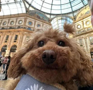 🙂 chien, animal de compagnie, animal, mignon, caniche, chiot telegram sticker