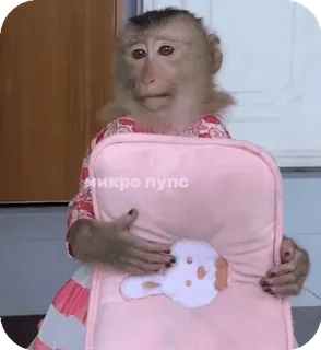 🪸 микро пупс monyet, binatang, menyinggung, rusia telegram sticker