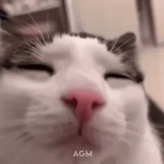 🐱 AGM gatto, primo piano, animale domestico, animale, gatto domestico, meme telegram sticker