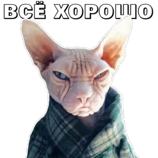😔 ВСЁ ХОРОШО cat, sphinx cat, bald cat, russian, funny, meme telegram sticker