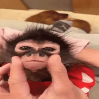 👄 monkey, animal, pet, cute, mammal, primate whatsapp sticker