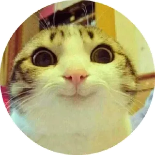 😛 chat, mignon, mème, animal de compagnie, animal, drôle telegram sticker