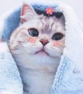 💖 gatto, gattino, carino, animale domestico, animale, fiore, coperta telegram sticker