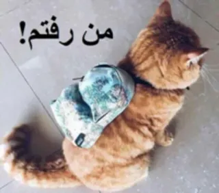 🐈 من رفتم! gato, mochila, animal, mascota, divertido, meme whatsapp sticker
