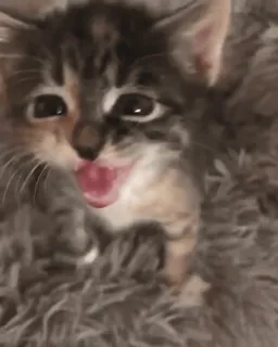 😫 kitten, kat, dier, schattig, huisdier, katachtig whatsapp sticker