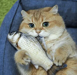 🐱 kucing, ikan, hewan peliharaan, binatang, imut, anak kucing whatsapp sticker