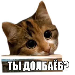 🙄 ТЫ ДОЛБАЁБ? gato, animal, meme, insulto, ruso whatsapp sticker
