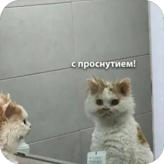 ☀️ с просмущеием! Katze, Spiegel, süß, Tier telegram sticker