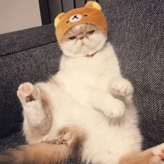 ⚡️ gato, animal, mascota, lindo, sombrero, Rilakkuma, gracioso telegram sticker