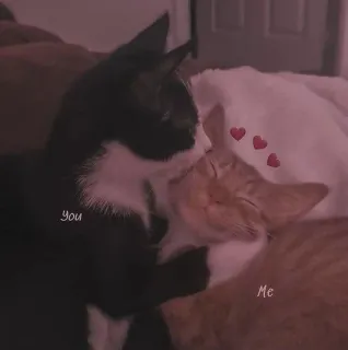💗 You
Me koty, miłość, słodkie, zwierzęta, uczućie, relacja, zwierzęta domowe telegram sticker