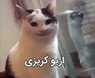 😐 اریو کریزی cat, meme, funny, arabic text telegram sticker