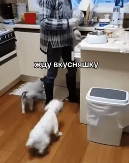 🙃 жду вкусняшку собаки, питомцы, ожидание, кухня telegram sticker