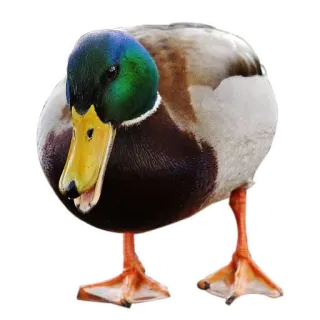 🦆 утка, животное, птица, кряква, водоплавающая птица telegram sticker