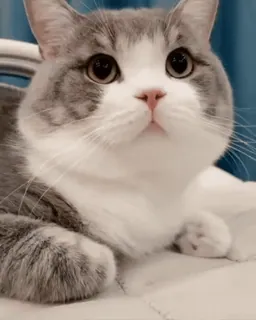 🥰 chat, animal, mignon, animal de compagnie, mammifère, chat domestique whatsapp sticker