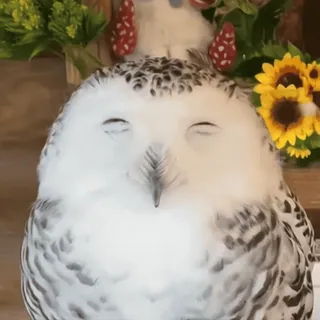 🦉 sowa, sowa śnieżna, ptak, zwierzę, słodki, dzika przyroda telegram sticker