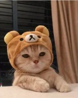 😼 gato, gatinho, animal, animal de estimação, chapéu de urso, fofo, felino telegram sticker