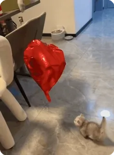 🌟 cat, kitten, balloon, heart, pet, domestic animal, playful telegram sticker