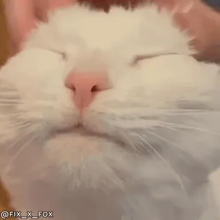 🤗 @FIX_X_FOX cat, pet, animal, cute, massage, comfort telegram sticker