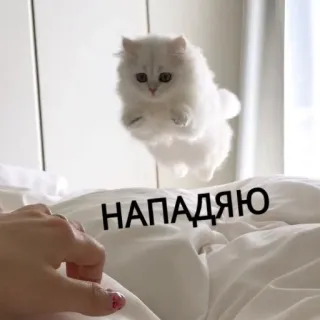 😌 НАПАДАЮ gatto, gattino, salto, divertente, attacco, carino whatsapp sticker