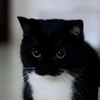 🐾 Katze, Tier, Haustier, Schwarzweiß, süß telegram sticker