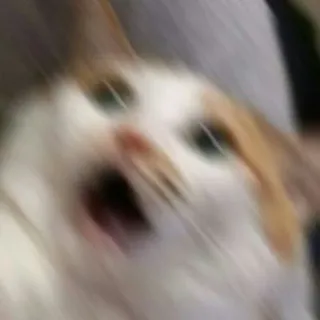 😨 Katze, überrascht, schockiert, lustig, Meme telegram sticker