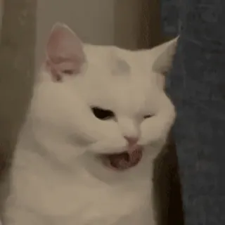⭐ 猫, 白猫, 有趣的猫, 梗, 动物 whatsapp sticker