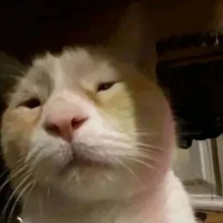😕 gato, animal, animal de estimação, mamífero, animal doméstico telegram sticker