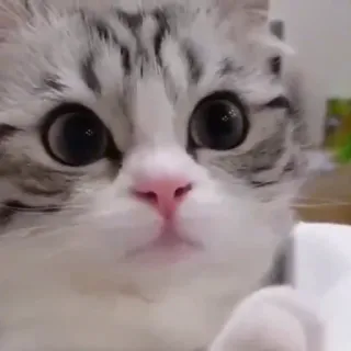 🙄 cat, kitten, cute, animal, pet whatsapp sticker