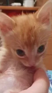 🌟 котёнок, кошка, животное, питомец, милый, рыжий telegram sticker