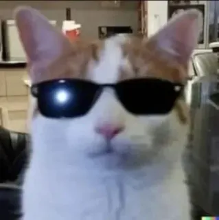 😎 고양이, 선글라스, 멋짐, 동물, 애완 동물, 밈 whatsapp sticker