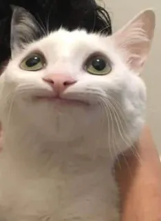 🎃 gato, gato branco, meme, engraçado, animal de estimação, animal whatsapp sticker