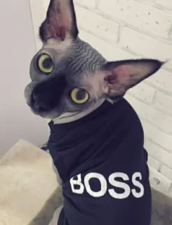 👩‍💼 BOSS gatto, sphynx, capo, abbigliamento, animale, animale domestico telegram sticker