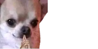 😏 Cachorro, Meme, Fofo, Engraçado telegram sticker