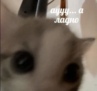 🌟 аууу... а ладно кот, милый, животное telegram sticker