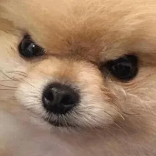 😠 chien, poméranien, mignon, animal de compagnie, animal, chiot telegram sticker