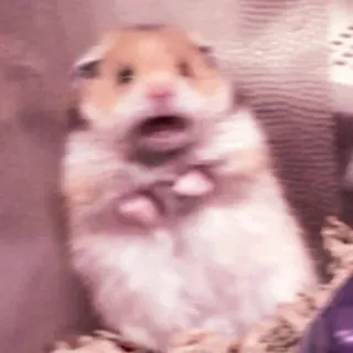 🤏 hamster, meme, funny, shocked, animal, rodent telegram sticker