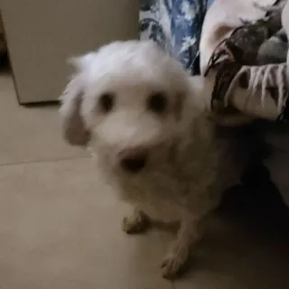 😨 cão, cachorro, animal, animal de estimação, fofo, cão branco telegram sticker