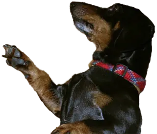 🧐 собака, животное, такса, питомец, милый whatsapp sticker