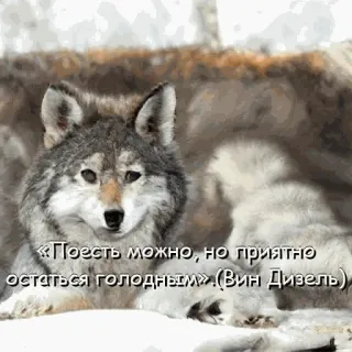 Нейроволк telegram stickers