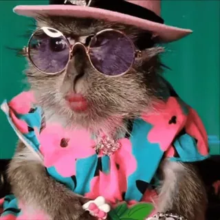 😏 monkey, animal, hat, glasses, funny, cute telegram sticker