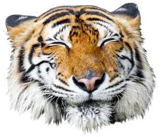 ☺️ tigre, animal, lindo, feliz, sonriente, fauna whatsapp sticker