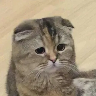 🤍 gato, triste, Scottish Fold, animal, animal de estimação telegram sticker
