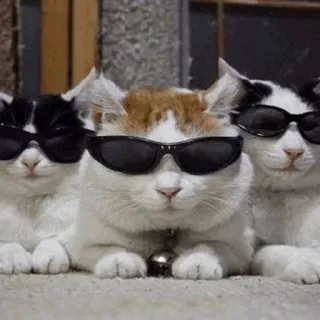 😎 gatto, occhiali da sole, cool, animale, animale domestico, felino telegram sticker