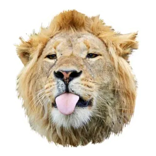 😛 лев, животное, мем, смешной, язык, лицо telegram sticker