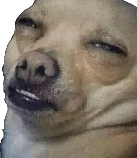 😑 chihuahua, chien, mème, animal, animal de compagnie, drôle telegram sticker