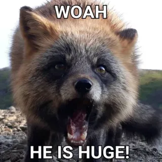 🤩 WOAH
HE IS HUGE! raposa, animal, vida selvagem, surpreso, fofo, meme telegram sticker