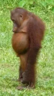 😐 Orango, Animale, Primate, Scimmia antropomorfa, Fauna selvatica, Zoo, Natura telegram sticker