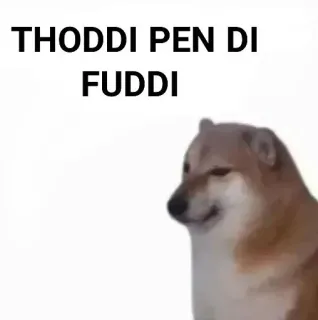 ✨ THODDI PEN DI
FUDDI meme, dog, offensive telegram sticker