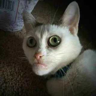 🎥 cat, pet, animal, white cat, green eyes telegram sticker