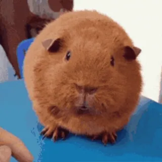 🐹 guinea pig, animal, pet, rodent, cute telegram sticker